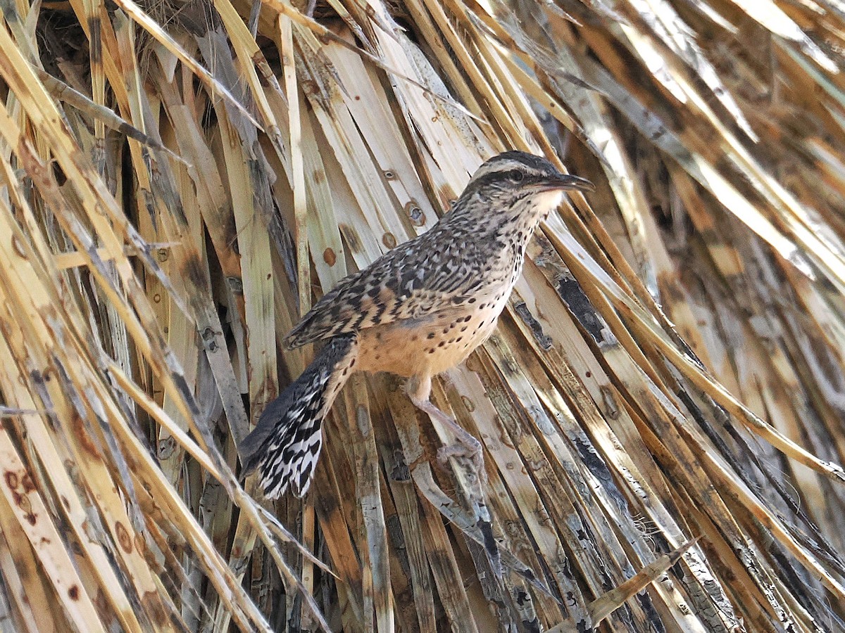 Cactus Wren - ML655429758