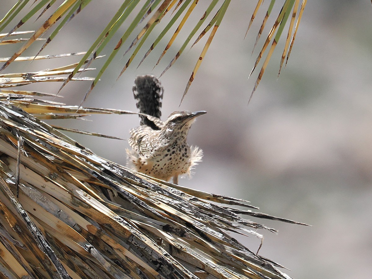 Cactus Wren - ML655429759