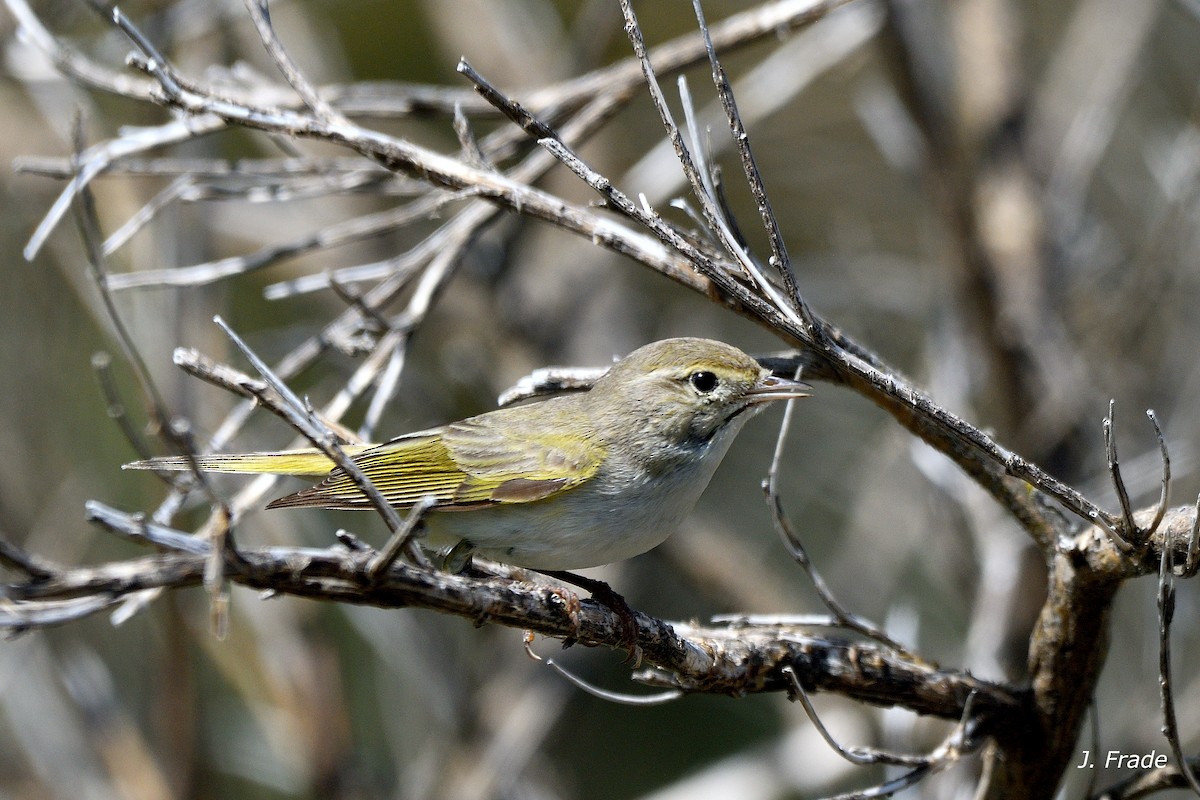 Western Bonelli's Warbler - ML655429772