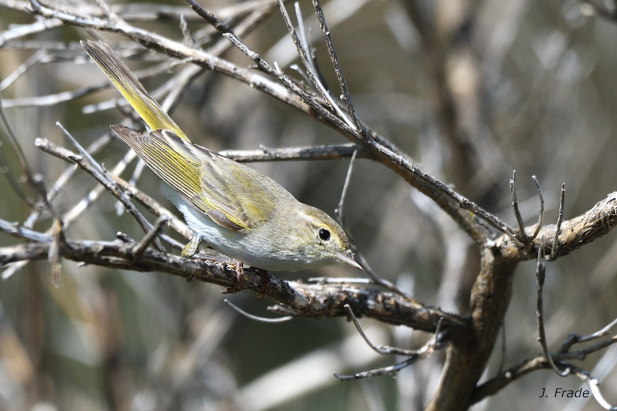 Western Bonelli's Warbler - ML655429773