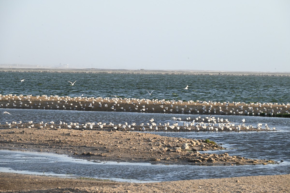 Damara Tern - ML655430056