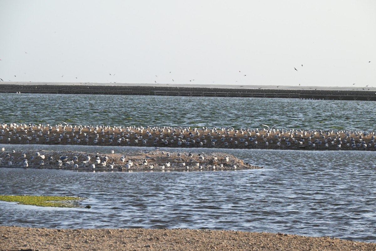Damara Tern - ML655430057