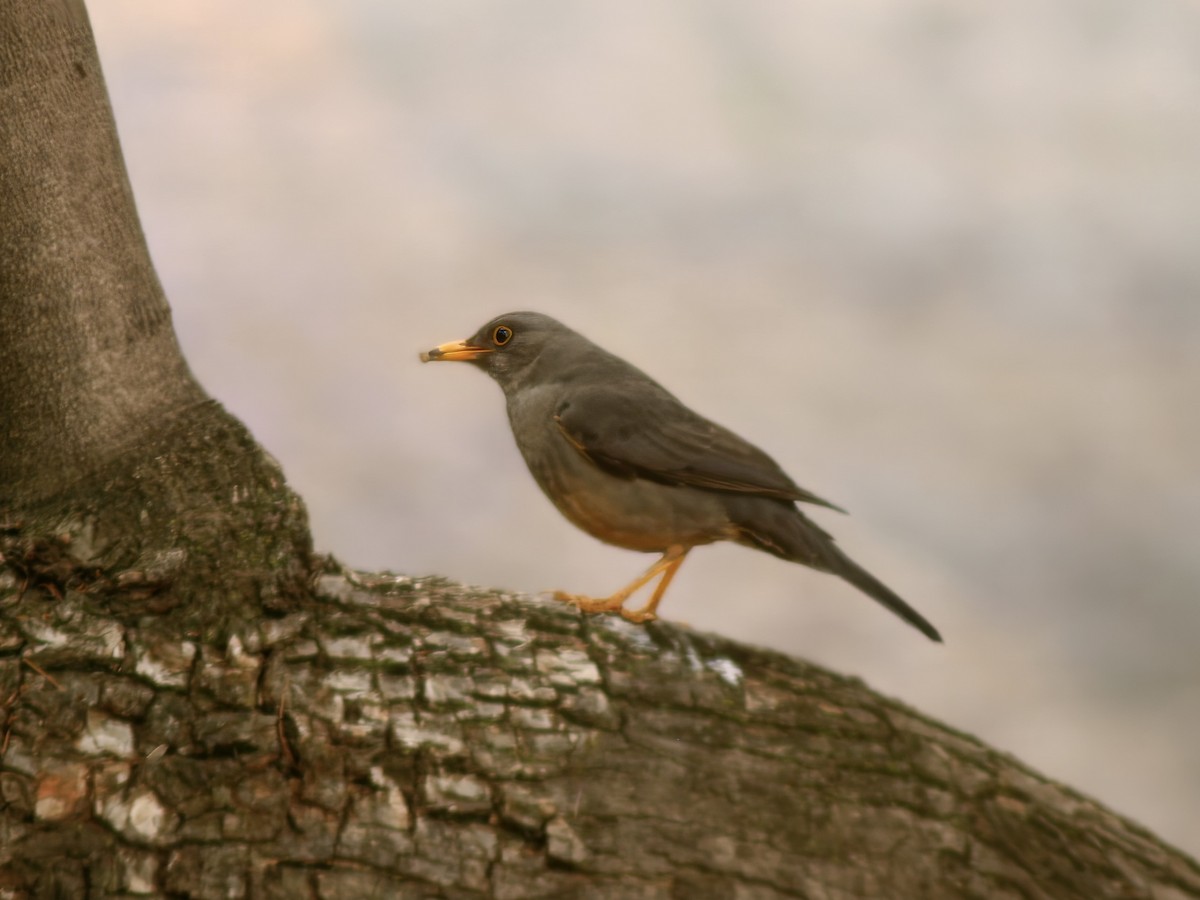 Karoo Thrush - ML655431758