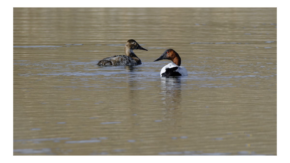 kanvasand - ML655431899