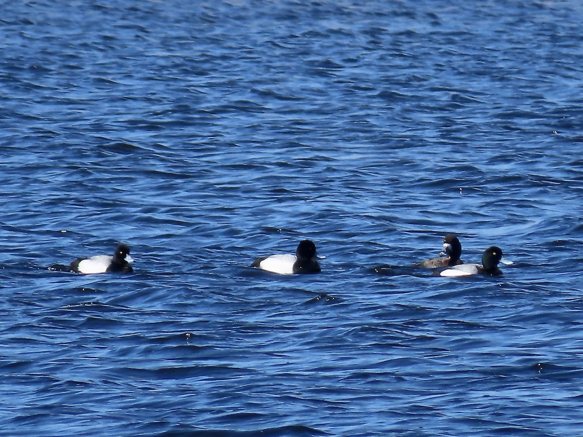 eBird Checklist - 20 Apr 2026 - Parker River NWR - 53 species