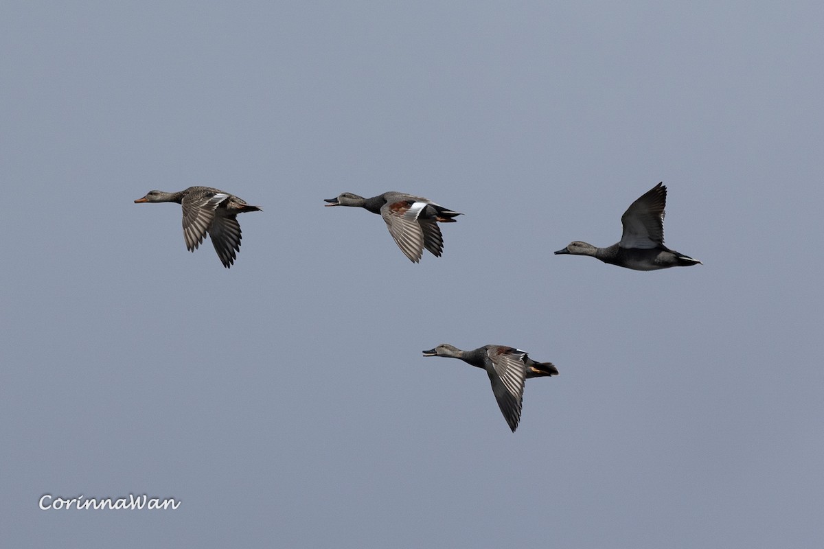 Gadwall - ML655435837