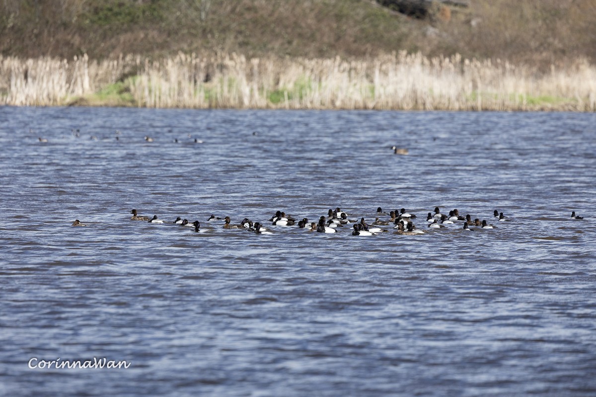 Lesser Scaup - ML655435878