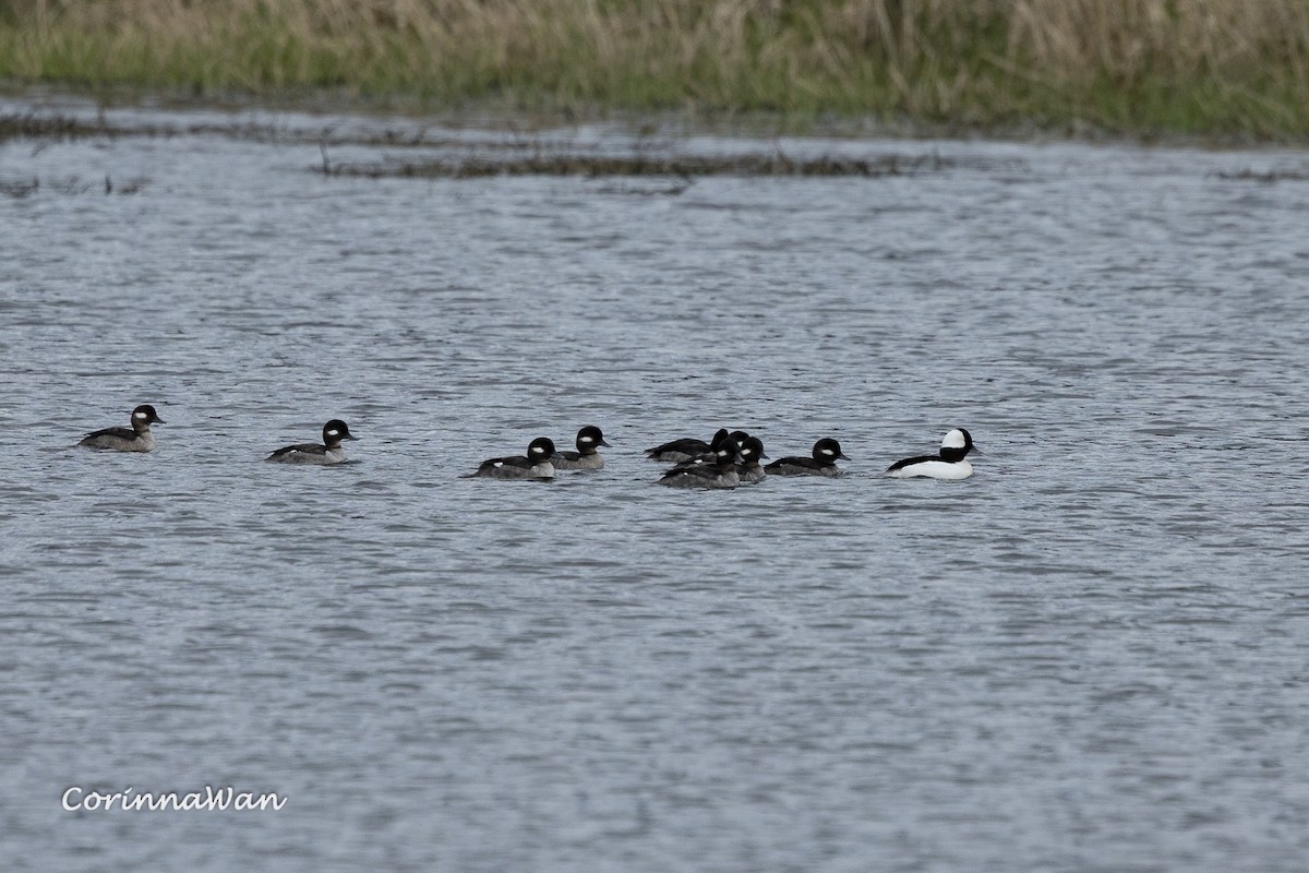 Bufflehead - ML655435914