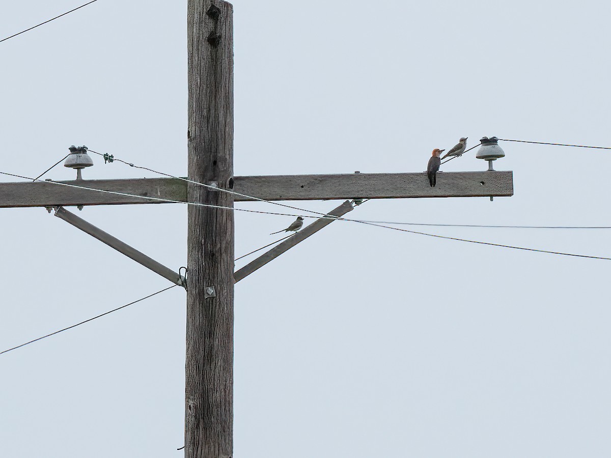 Fork-tailed Flycatcher - ML655436450