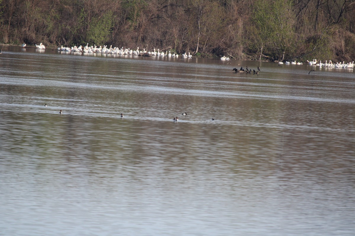 kanvasand - ML655436685