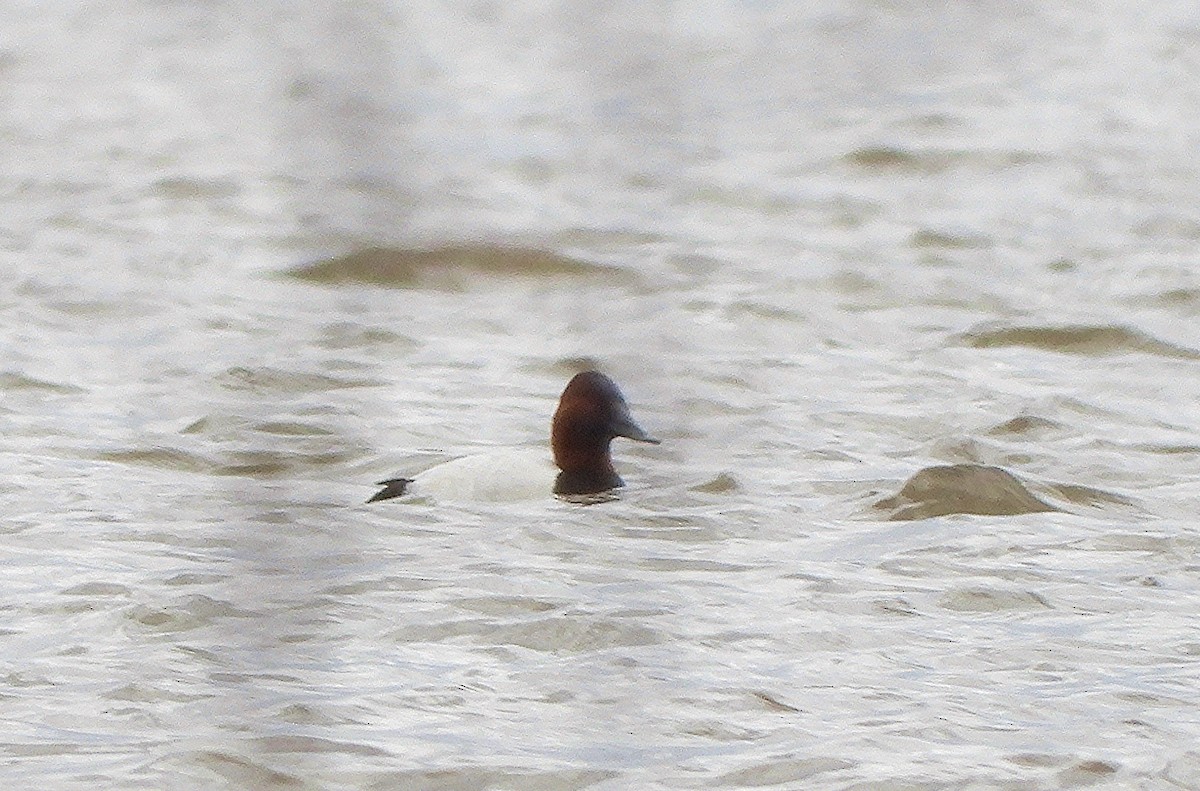 kanvasand - ML655437028