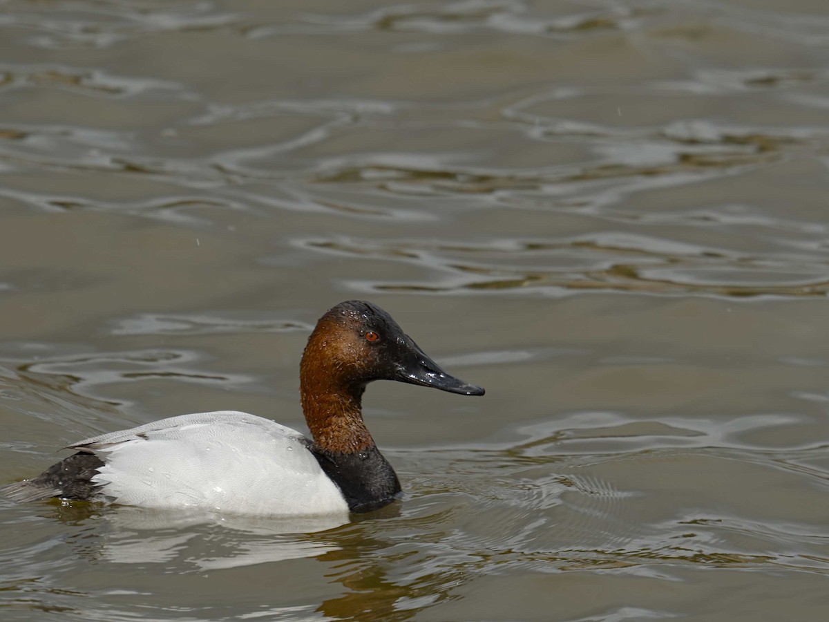 kanvasand - ML655437612