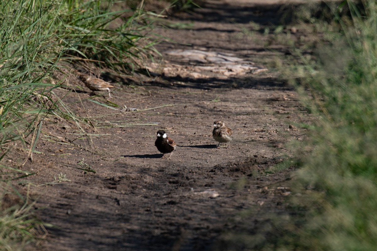 Chestnut-backed Sparrow-Lark - ML655438305