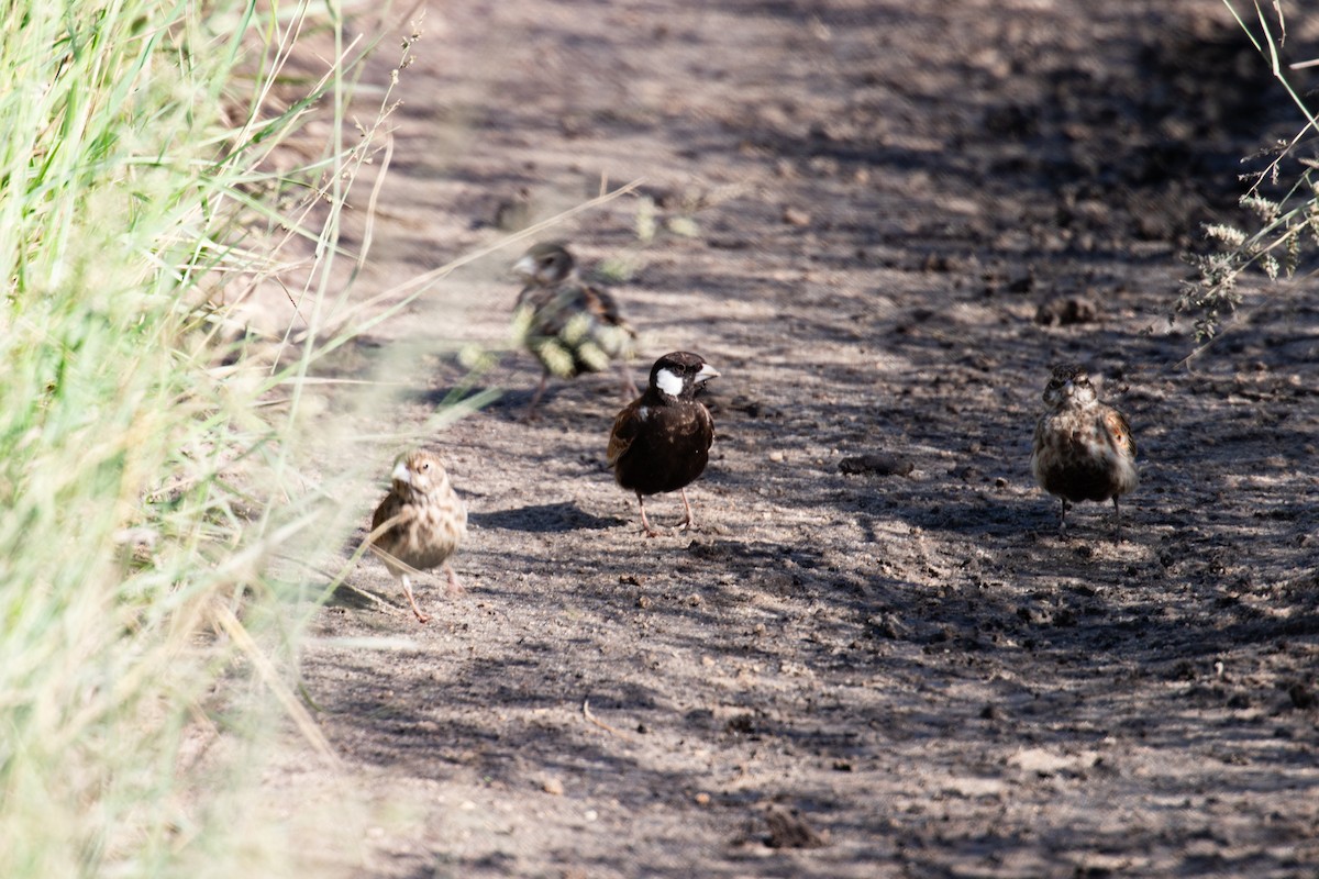Chestnut-backed Sparrow-Lark - ML655438306