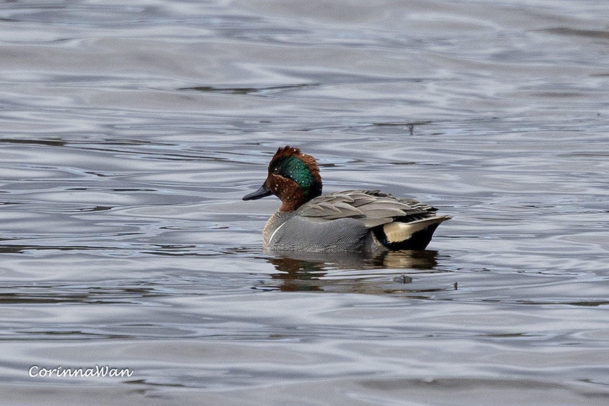 Green-winged Teal - ML655438618