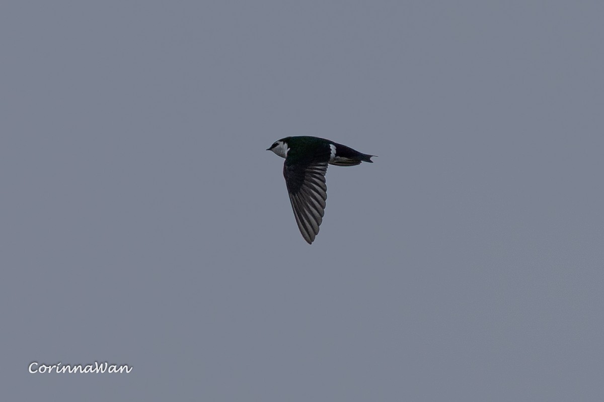 Violet-green Swallow - ML655438800