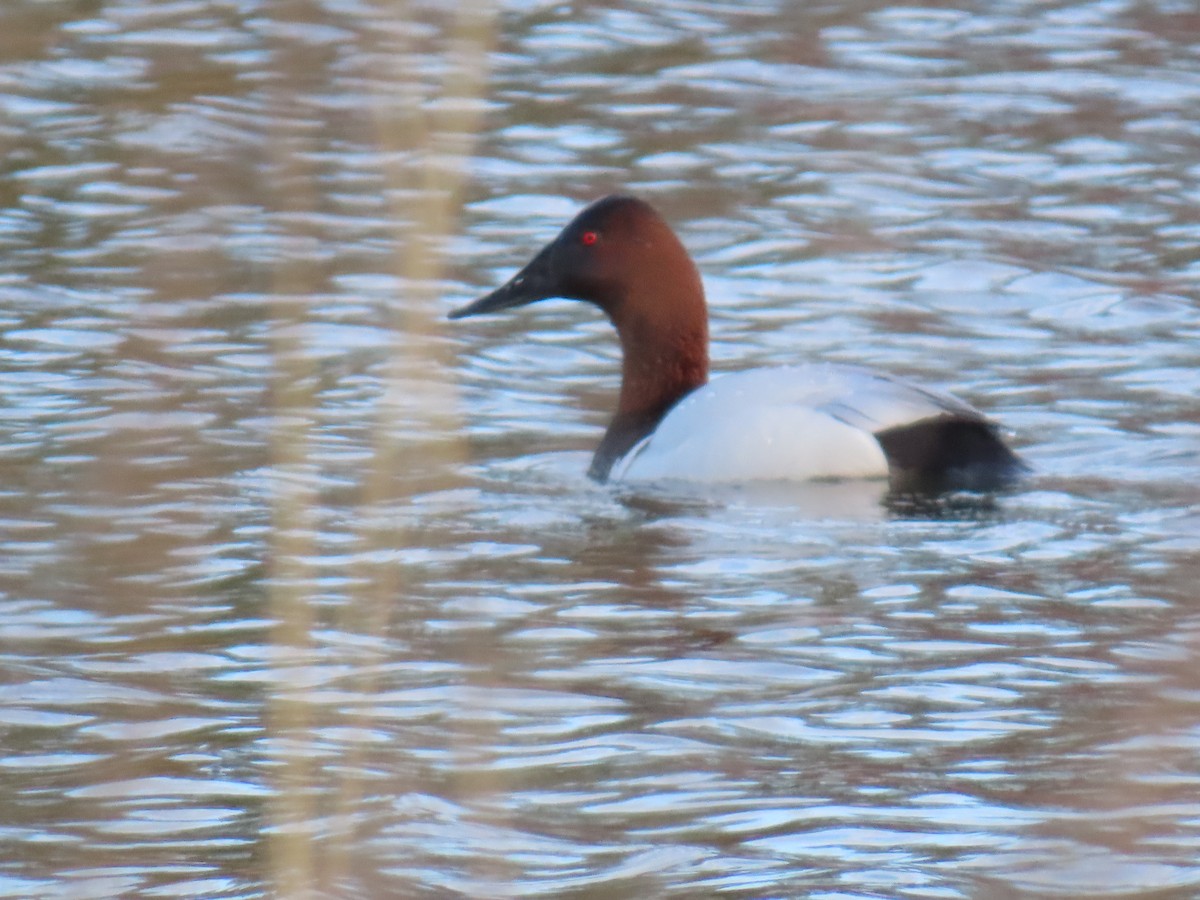 kanvasand - ML655438969