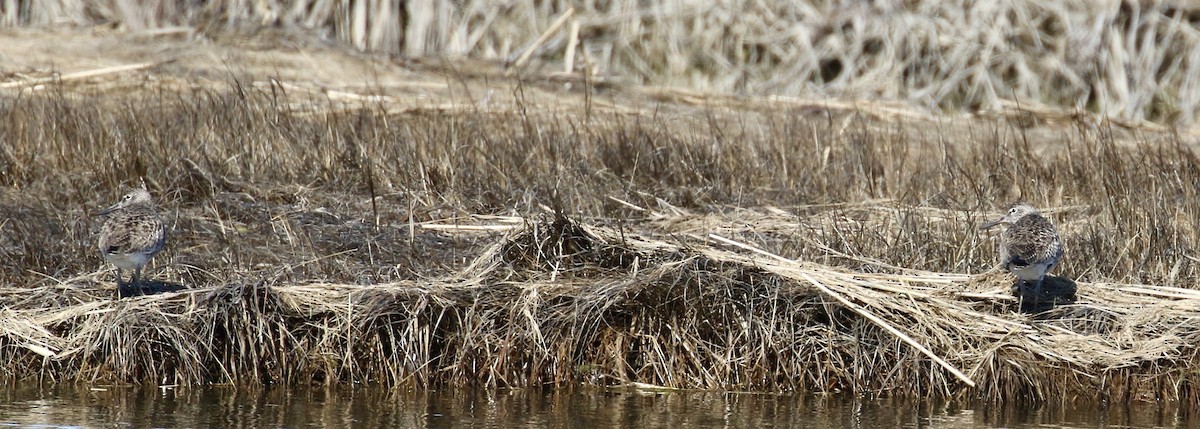 eBird Checklist - 20 Apr 2026 - Parker River NWR - 40 species (+1 other ...