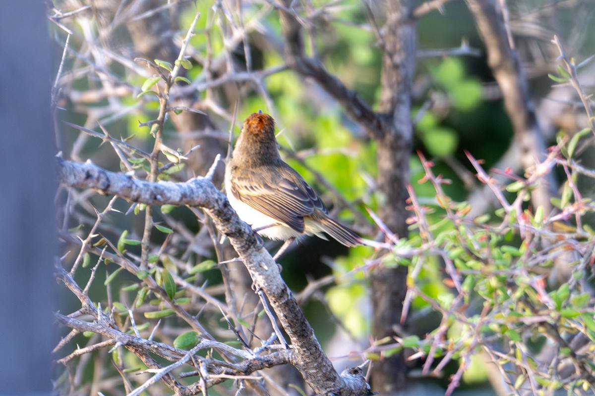 Fulvous-crowned Scrub-Tyrant - ML655439850