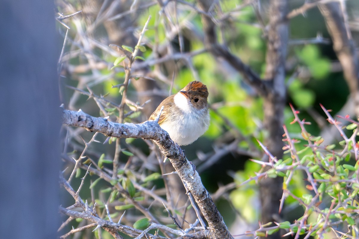 Fulvous-crowned Scrub-Tyrant - ML655439851