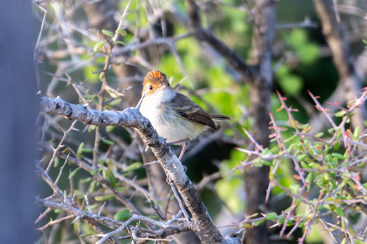 Fulvous-crowned Scrub-Tyrant - ML655439852