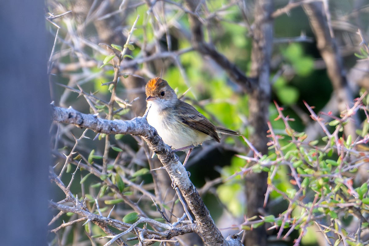 Fulvous-crowned Scrub-Tyrant - ML655439853