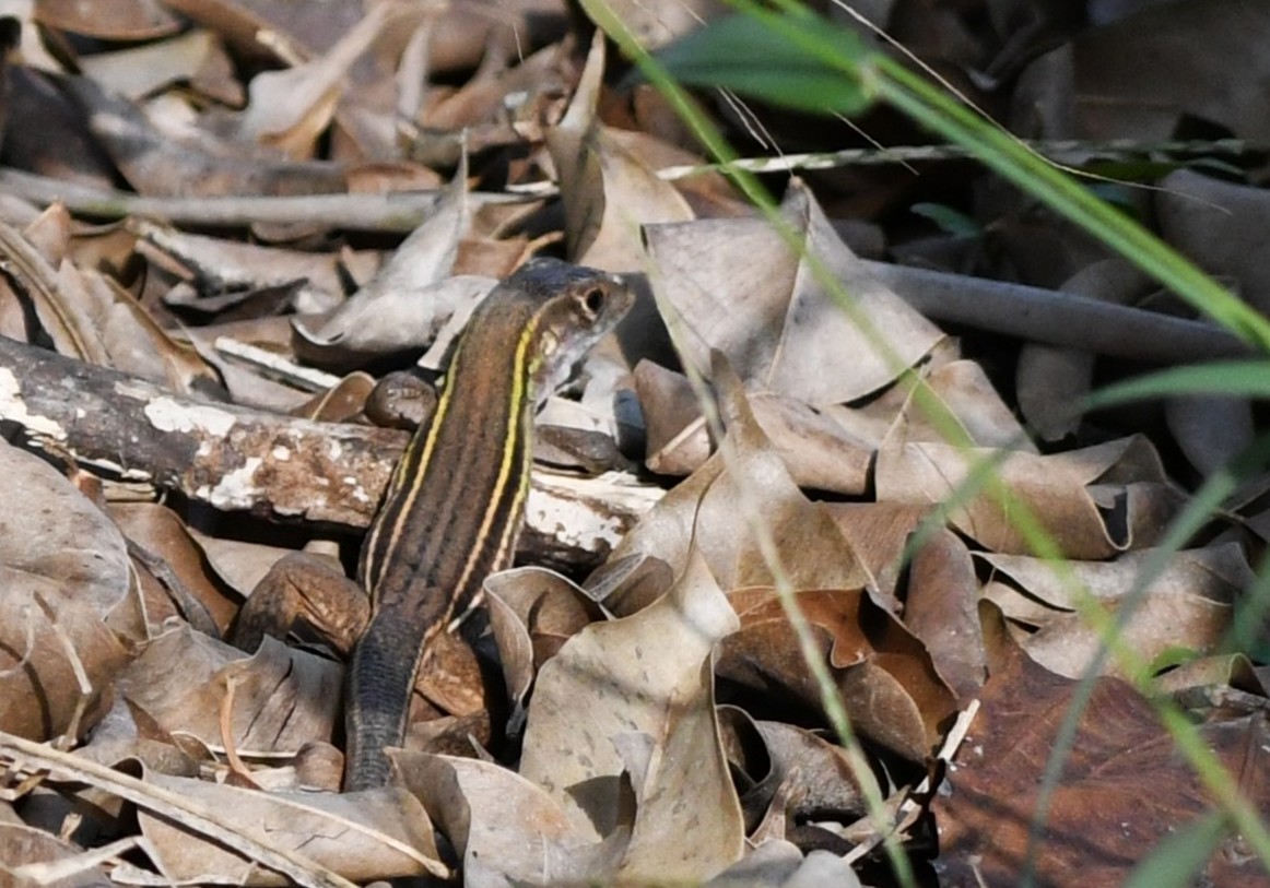 Cope's Ameiva - ML655439879