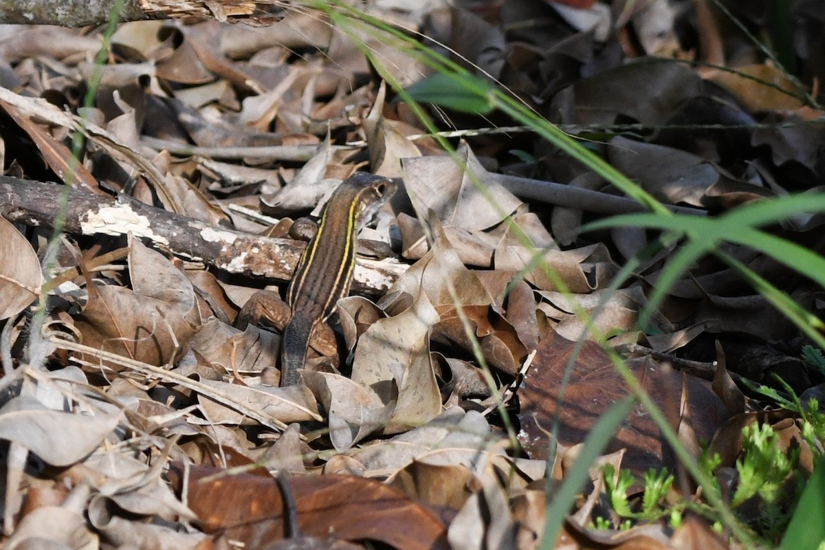Cope's Ameiva - ML655439880