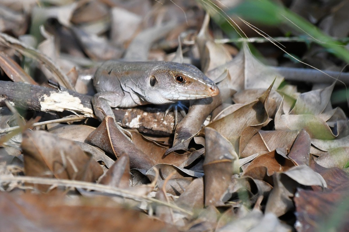Cope's Ameiva - ML655439881