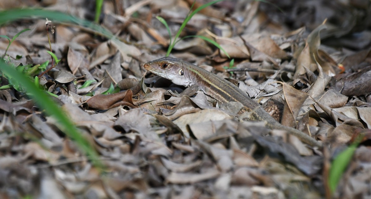 Cope's Ameiva - ML655439882