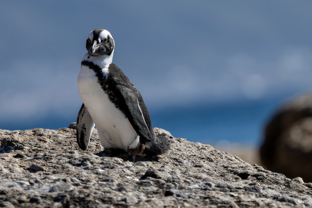 African Penguin - ML655440045