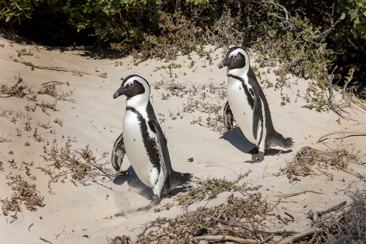 African Penguin - ML655440050