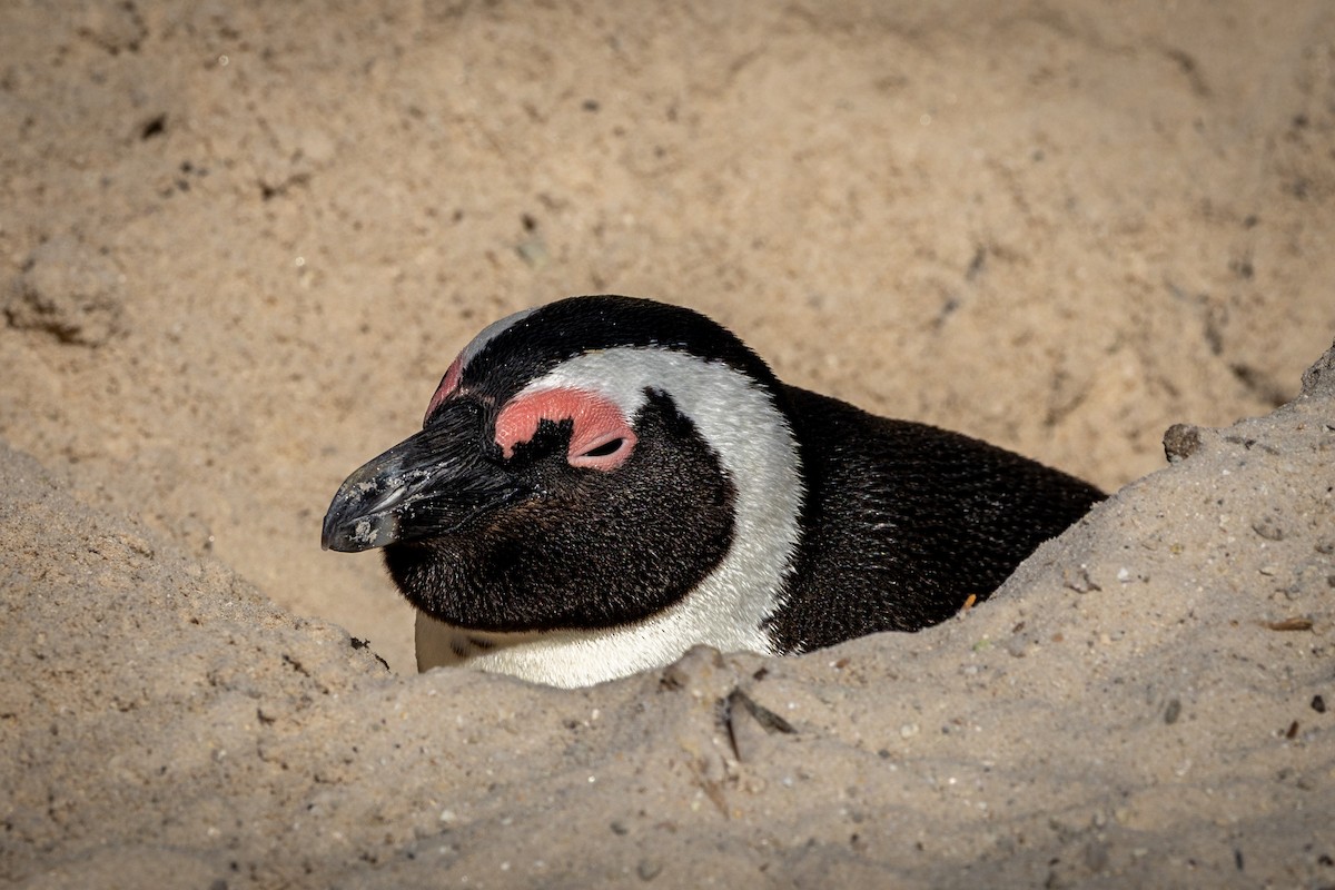 African Penguin - ML655440068