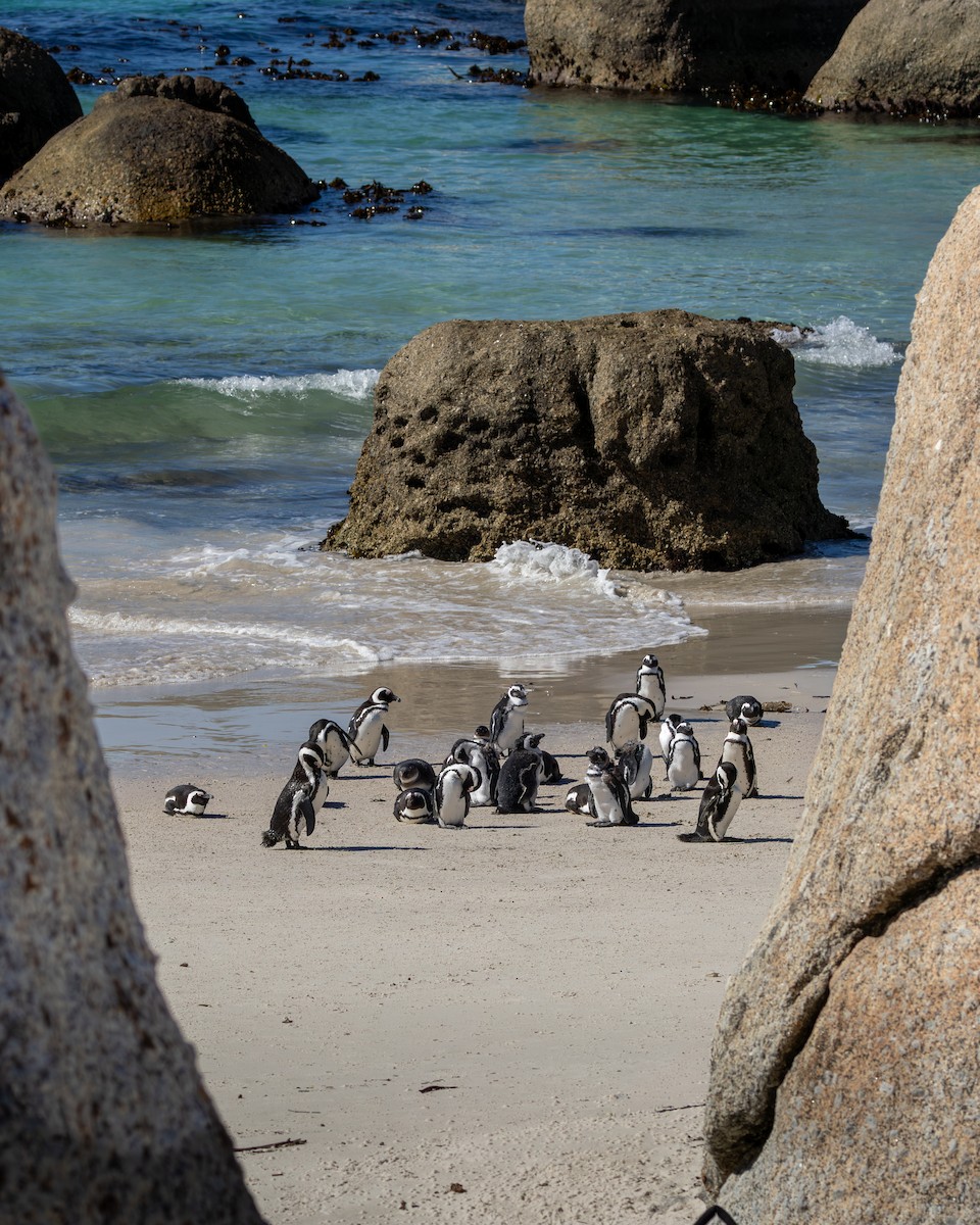 African Penguin - ML655440078
