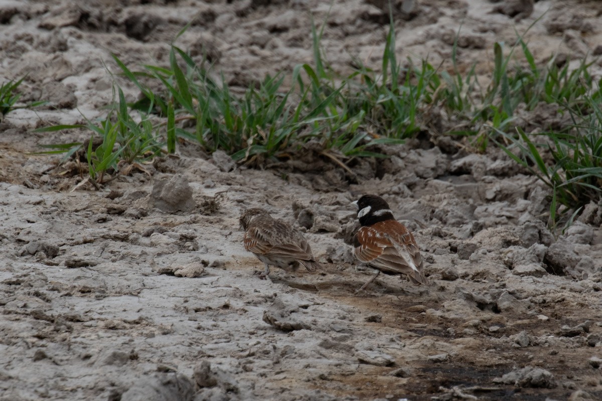Chestnut-backed Sparrow-Lark - ML655440104