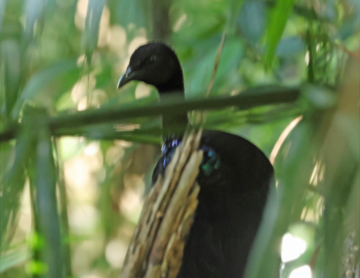 Grauflügel-Trompetervogel - ML655440131