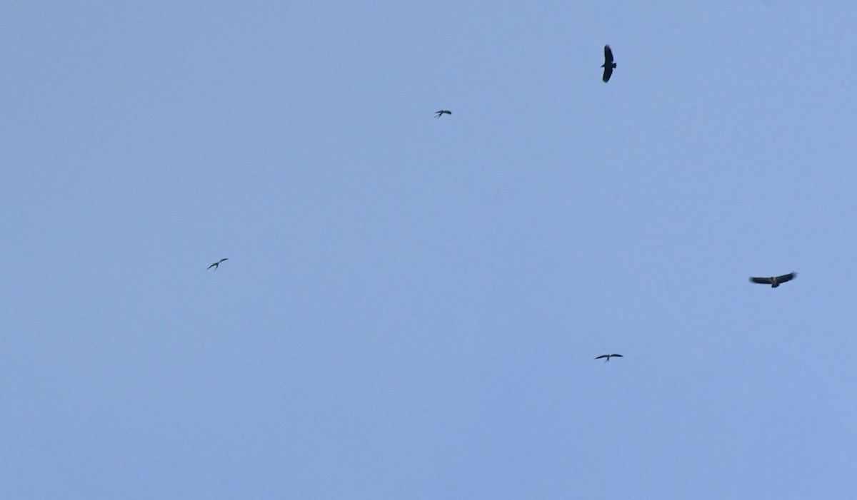 Swallow-tailed Kite - ML655440208
