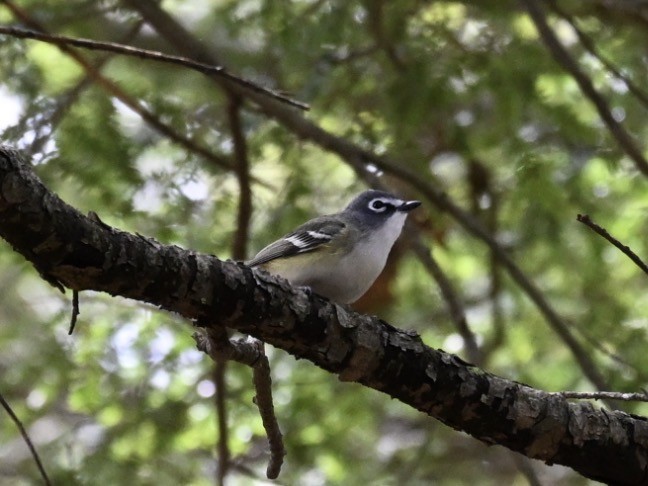 Blue-headed Vireo - ML655440216