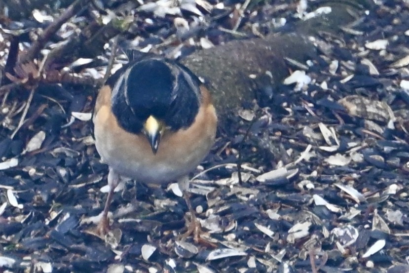 eBird Checklist - 20 Apr 2026 - 588 Ketch Harbour Rd - 7 species