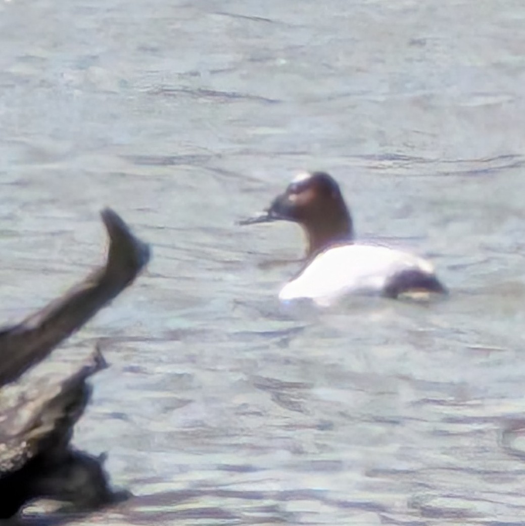 kanvasand - ML655441486