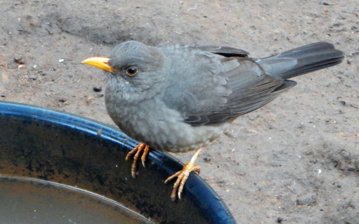 Karoo Thrush - ML655443263