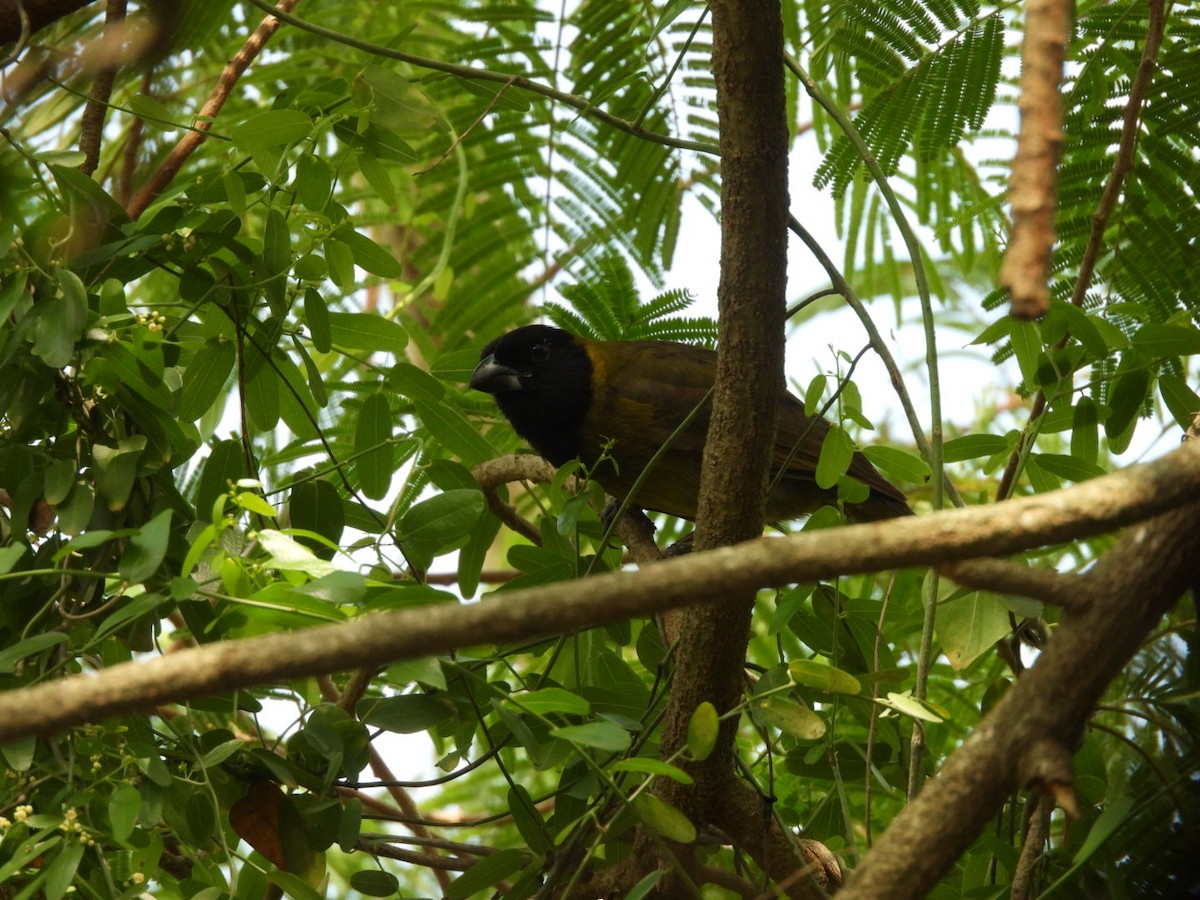 Crimson-collared Grosbeak - ML655443782
