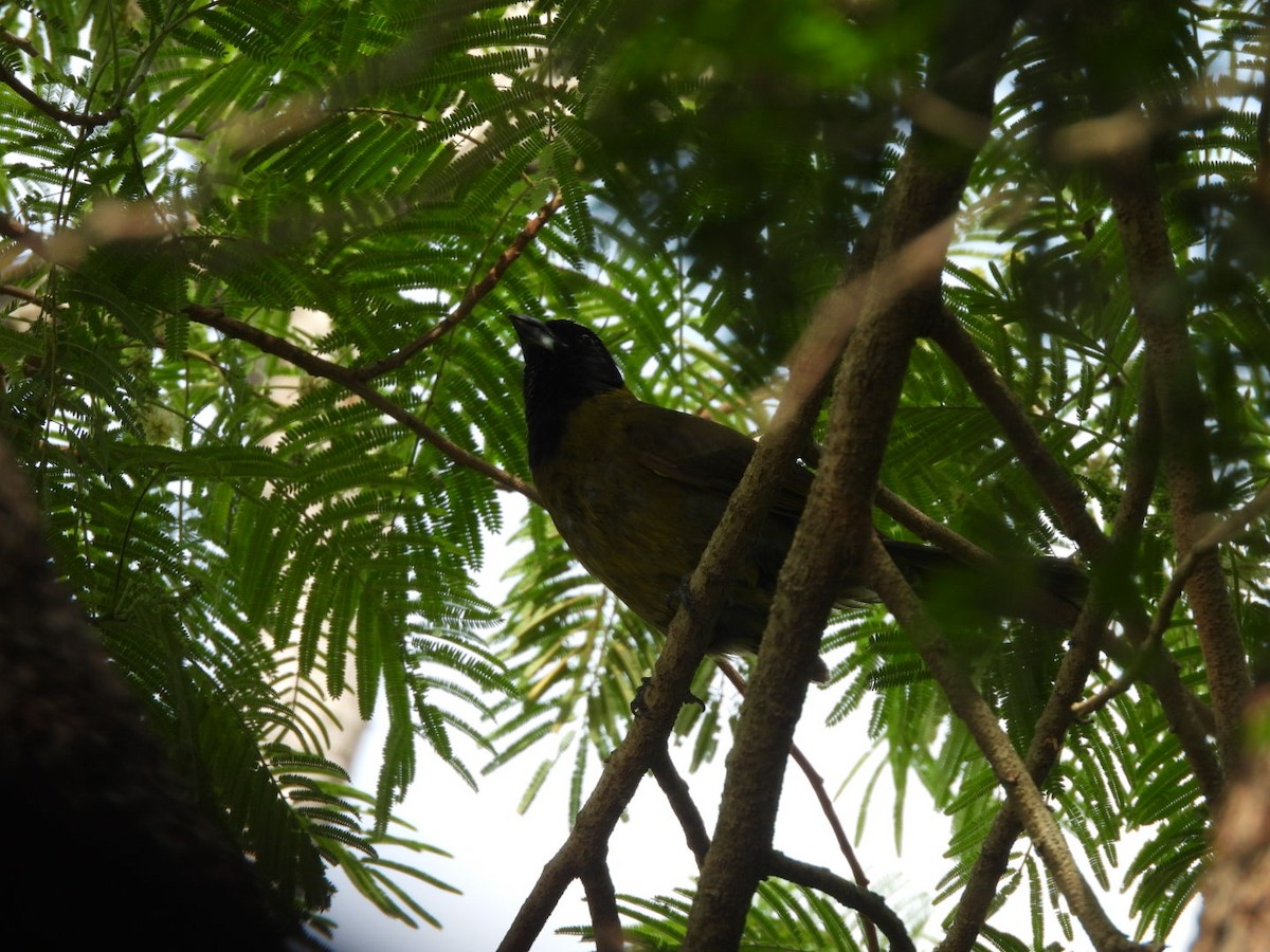 Crimson-collared Grosbeak - ML655443783