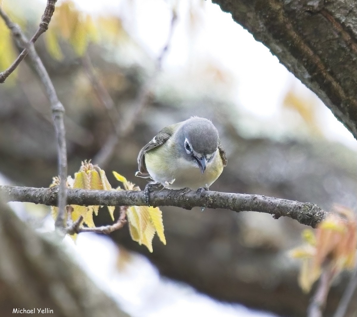 Blue-headed Vireo - ML655443792