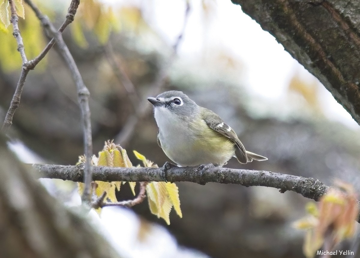 Blue-headed Vireo - ML655443795