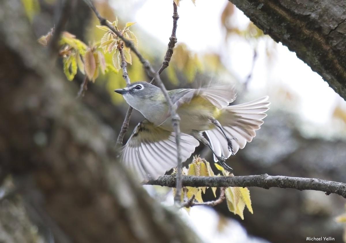Blue-headed Vireo - ML655443799