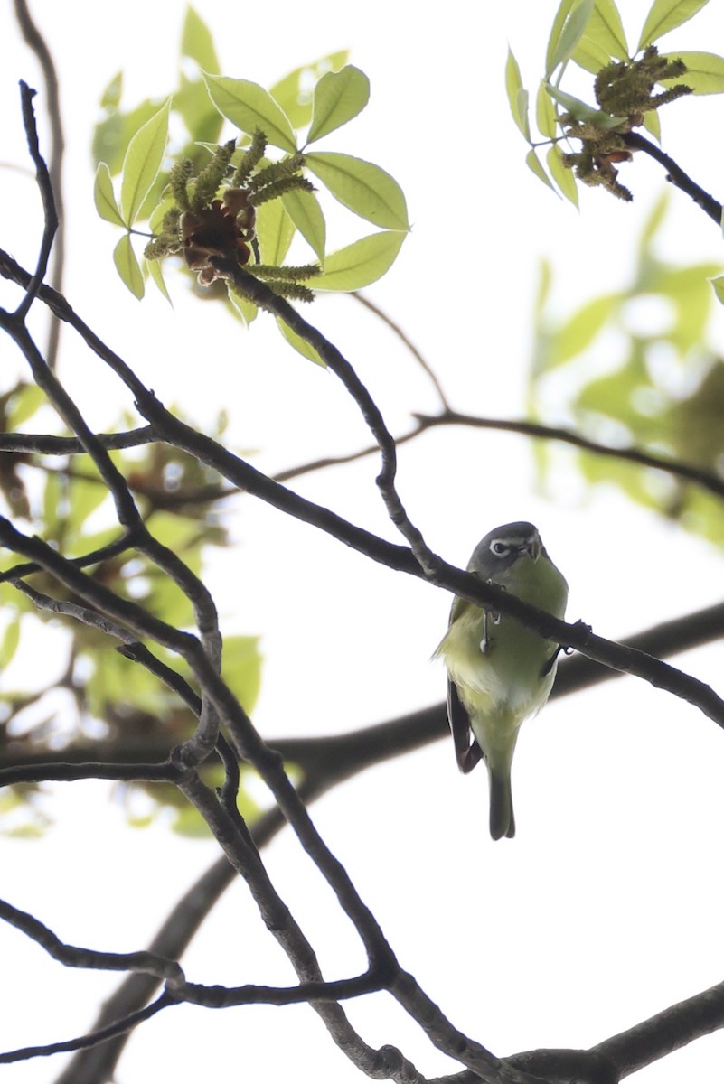 Blue-headed Vireo - ML655444004