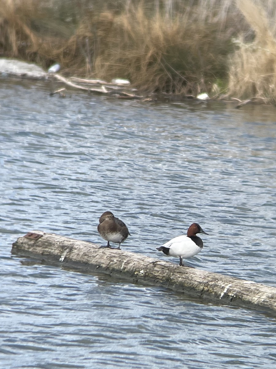 kanvasand - ML655444097