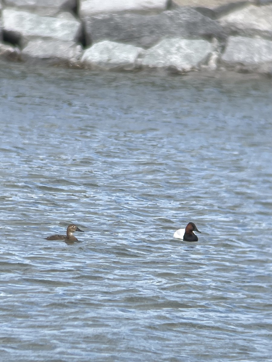 kanvasand - ML655444308