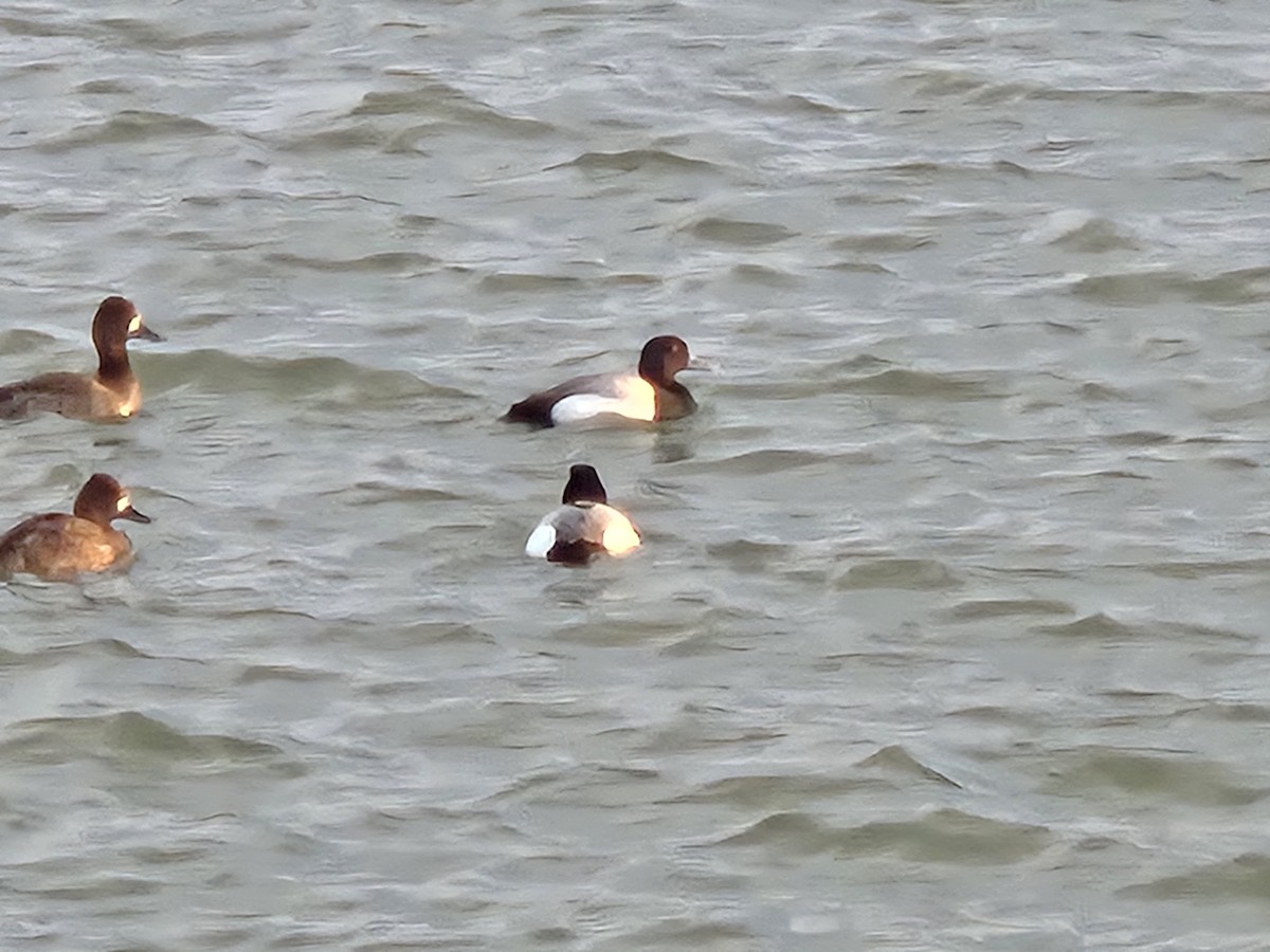 kanvasand - ML655444887